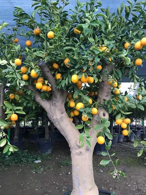 صورة توضيحية